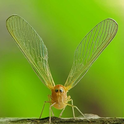 planthopper