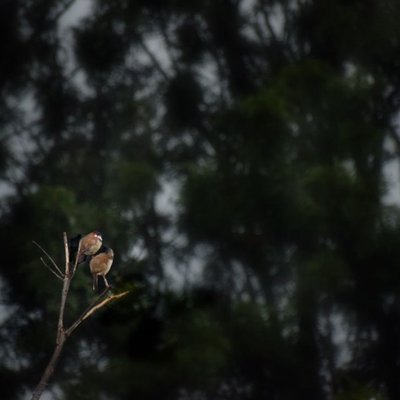 The bulbul couple.