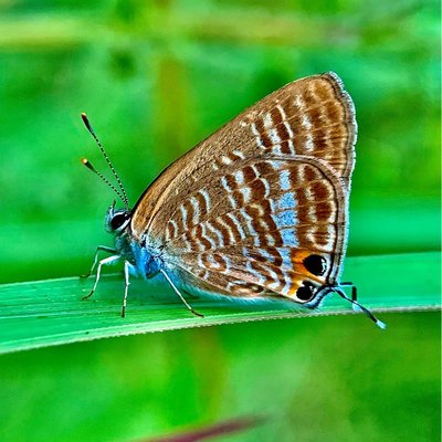 kupu Banded treebrown 