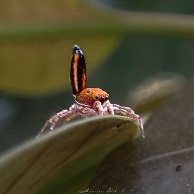 Cosmophasis
