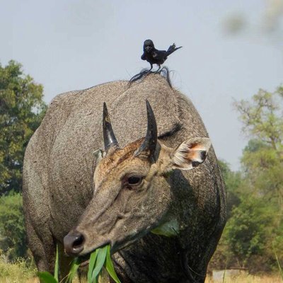 Nilgai and black dogrongo
