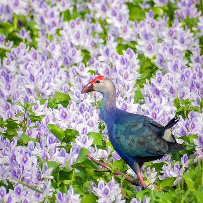 walking in Flowers 