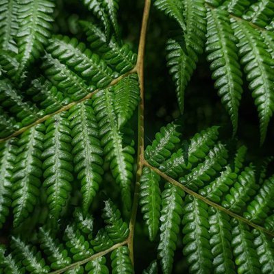 Daun