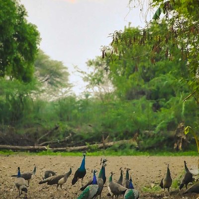 peacock 🦚