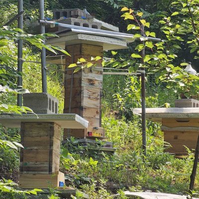 토종벌 양봉 농장 Native Bee farm
