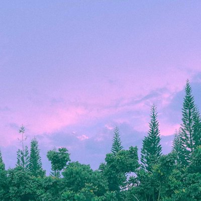 🌲🌌