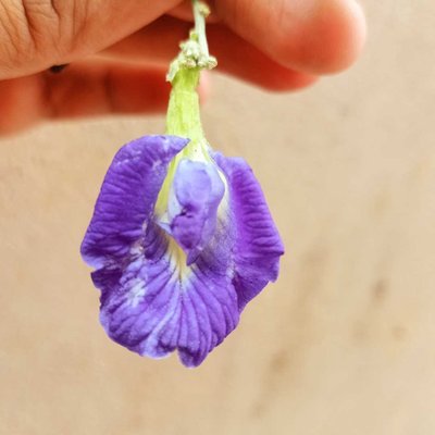 Beautiful Shankupushpam flower 