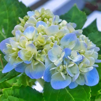 Hydrangea