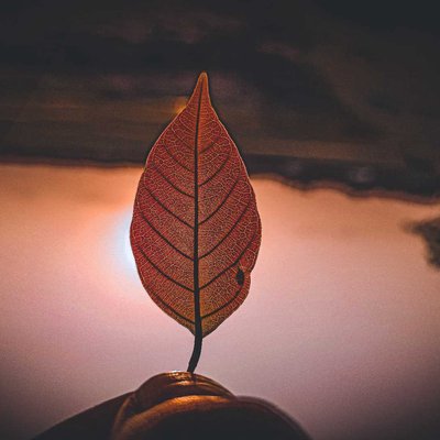 Leaf 