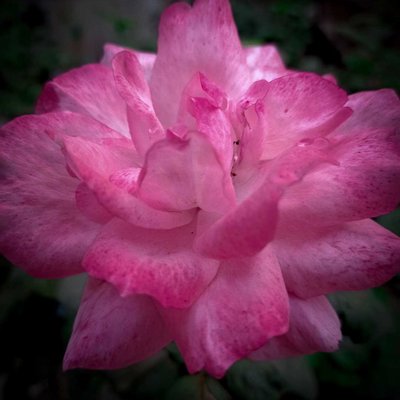 Rose 🌹