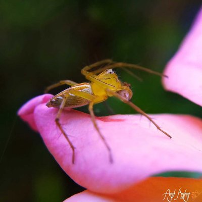 A striped lynx spider
