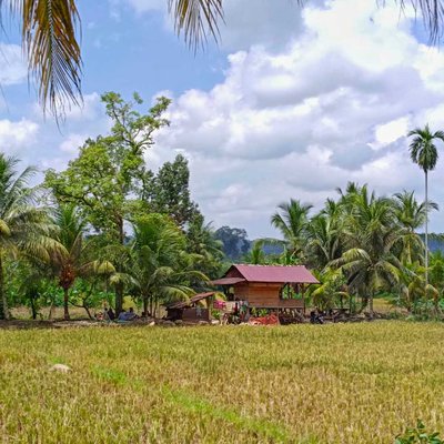 Dangau di Tengah Sawah