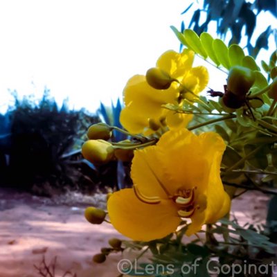 flower