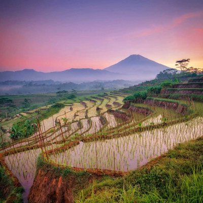 Terasering Kajoran di pagi hari