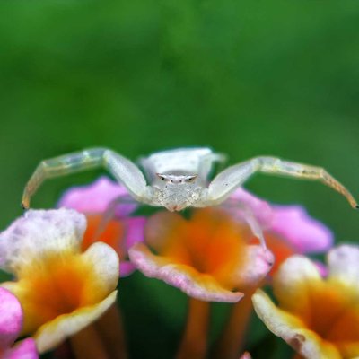 Crab spider