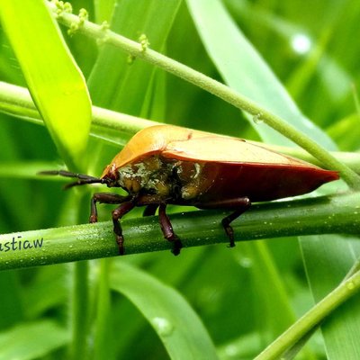 Pentatomoidea