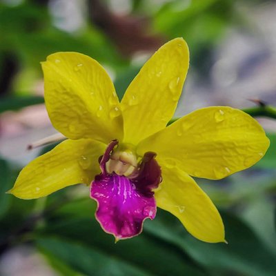Dendrobium