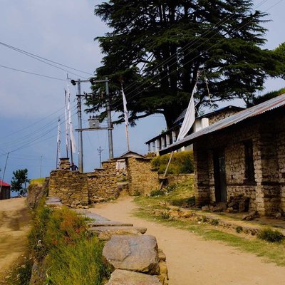 Deodar_Tree🍀