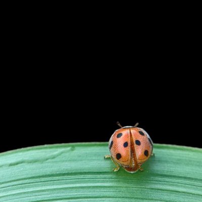 Coccinella transversalis