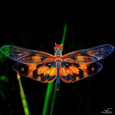 COLOUR DRAGON 