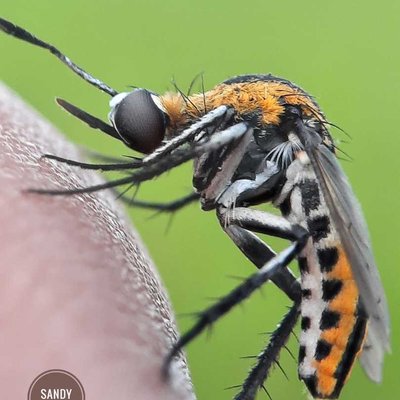 Toxophora