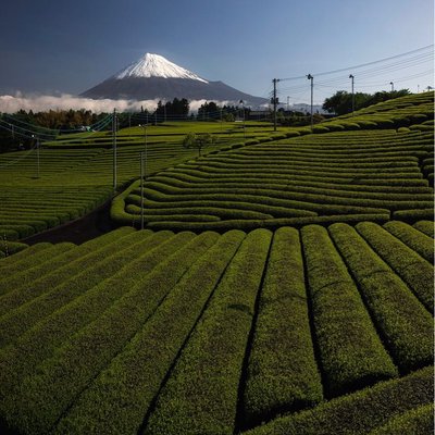 Mt Fuji and feen tea leading line  