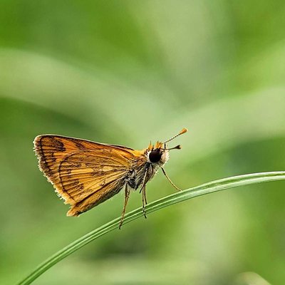 Potanthus omaha 
