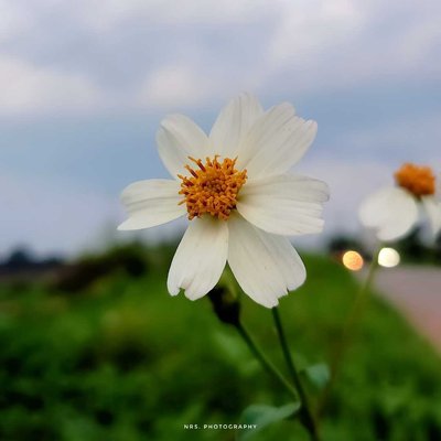 Bunga Liar( Bidens Alba)