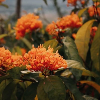SANTAN
