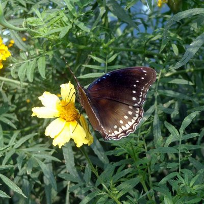 the flower and the butterfly