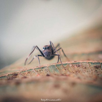 Photo Macro