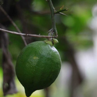 Jeruk lemon 