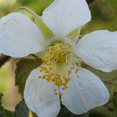 Bunga Talok