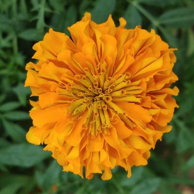 Marigold flower 