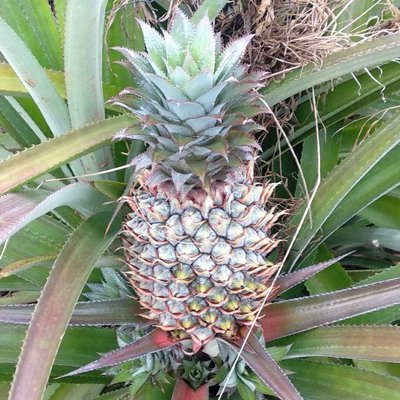 pineapple farm