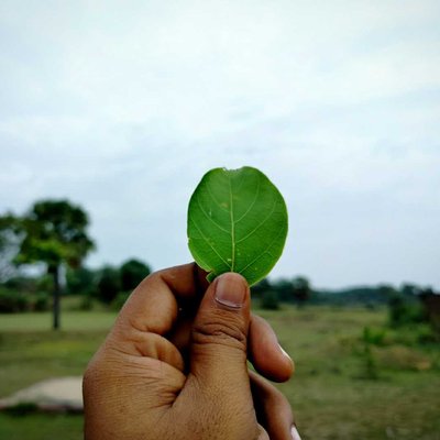 🍃