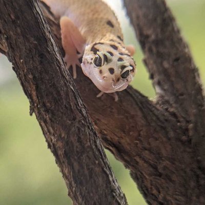 Gecko / toke 
