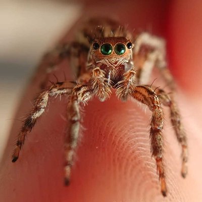 Here's our engeneering spideyyy...
.
.

