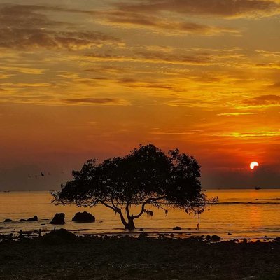 sunrise pohon jomblo