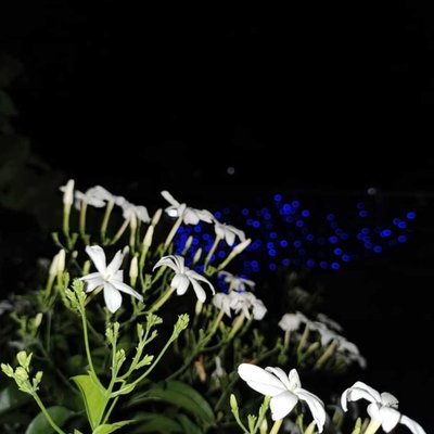 flowers white 