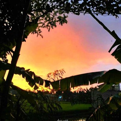 Sunset on the paddy field