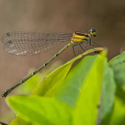 Damesfly