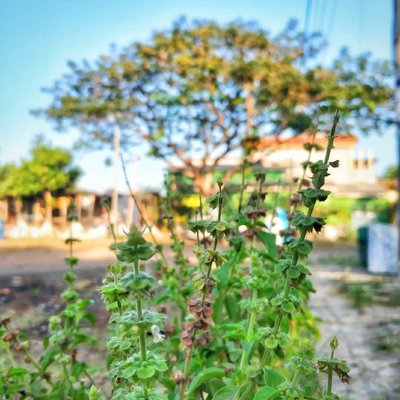 DAUN KEMANGI 