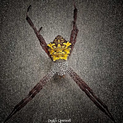Argiope Appensa