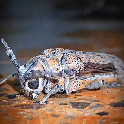 Macro photography cockroach 
