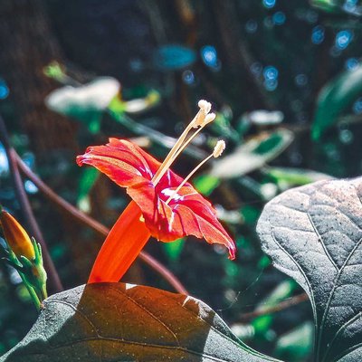 beuty of flowers 