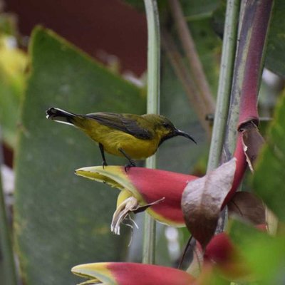 olive backed sunbird