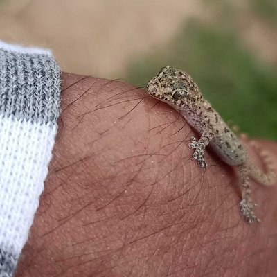 beautiful lizard baby