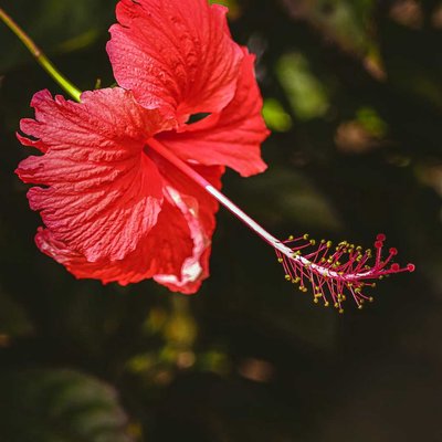 Hibiscus 🌺