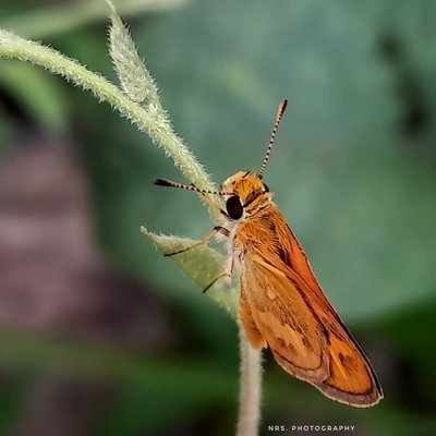 Skipper